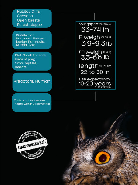 Eurasian Eagle Owl Infographic