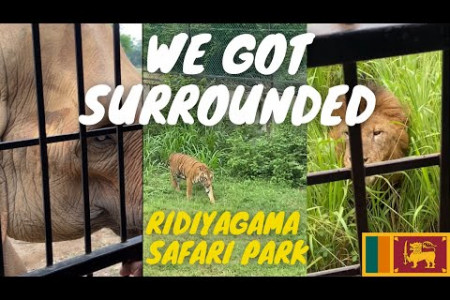 Exploring Ridiyagama Safari Park: Lions, Tigers, and Elephants! Infographic