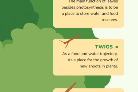 Facts About Trees [Infographic] Infographic