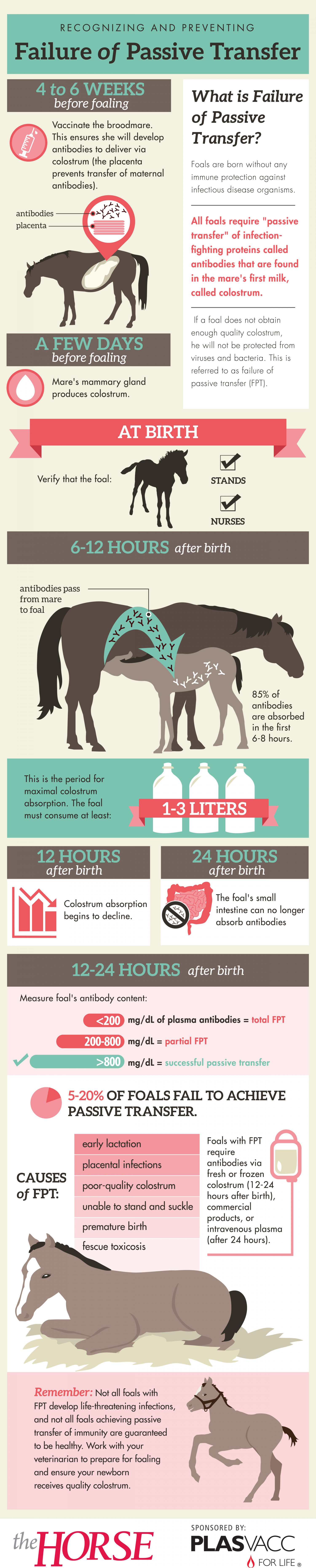 Recognizing and Preventing Failure of Passive Transfer in Horses Infographic