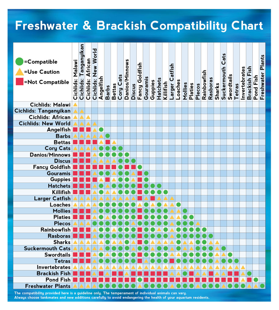 freshwater tropical fish compatibility chart