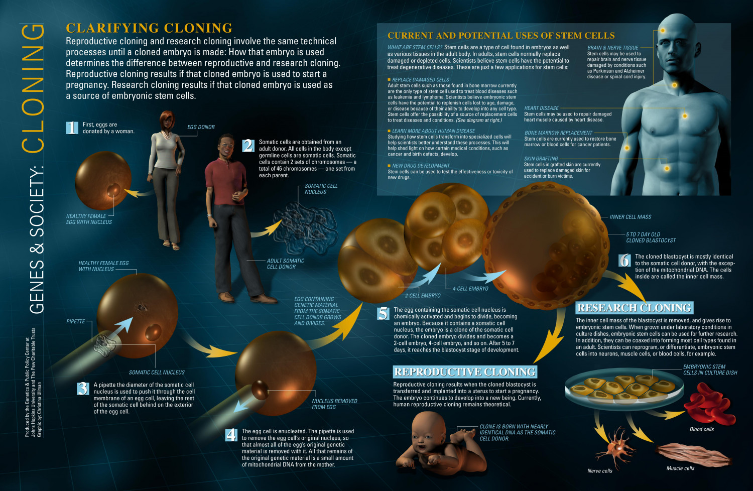 Genes & Society: Cloning Infographic