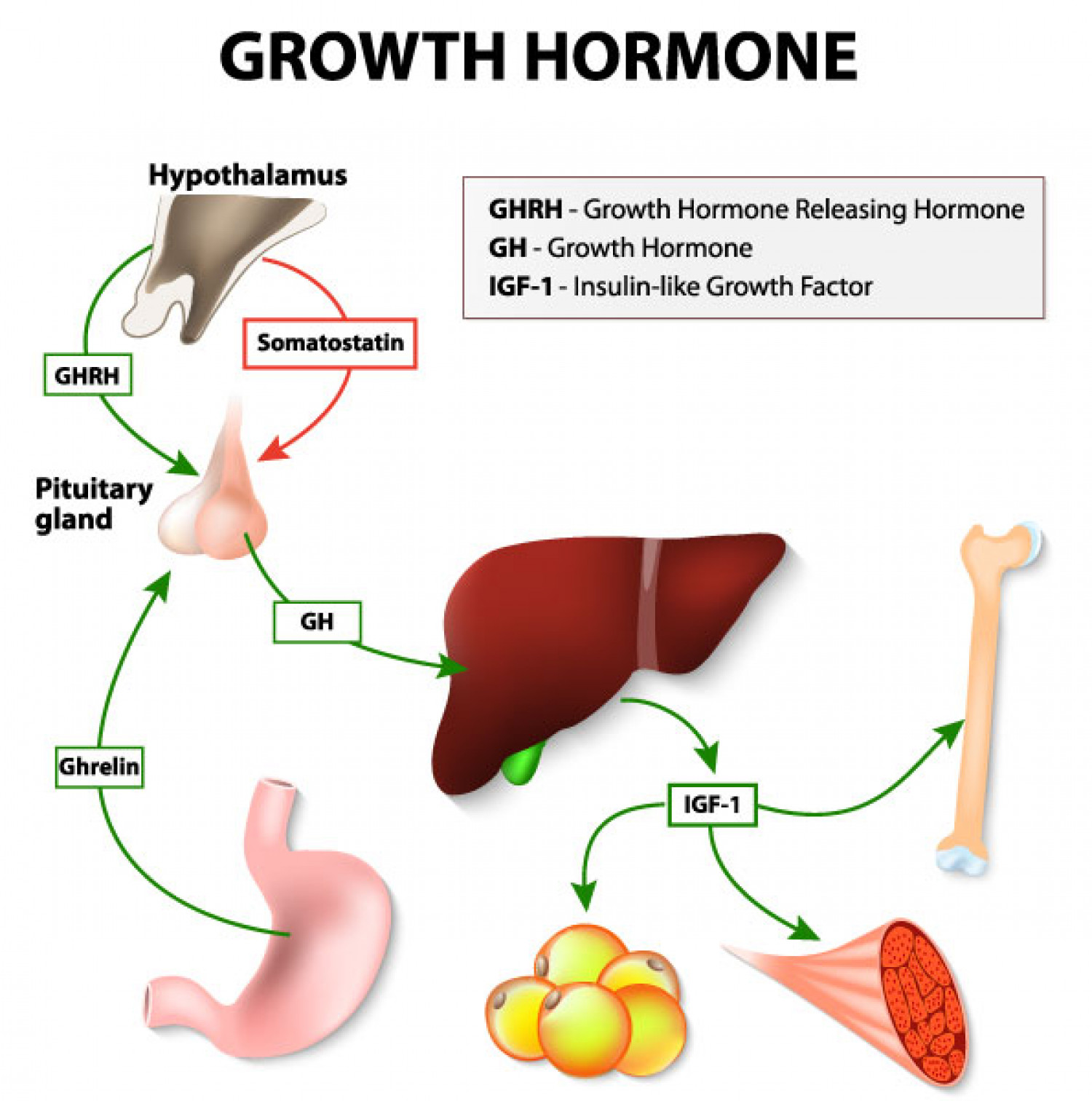 Growth hormone releasing cheme: how it's controlled Infographic