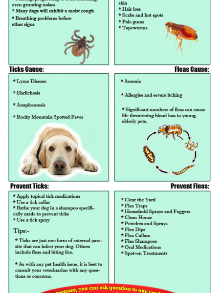 Guide to Protect your dog from Fleas and Ticks Infographic