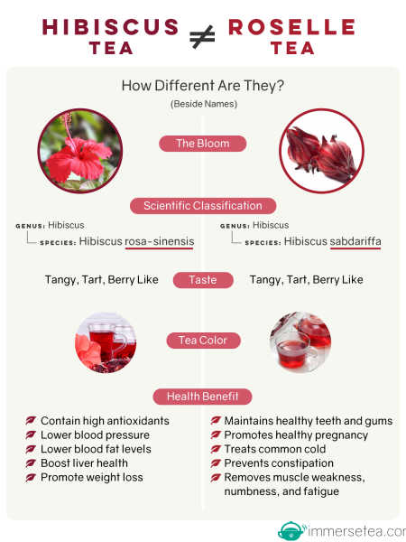Hibiscus Tea VS Roselle Tea (infographic) Infographic