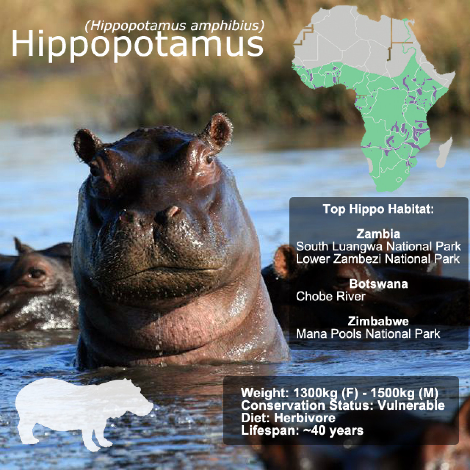 Hippopotamus Snap Facts Infographic