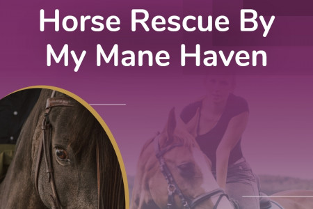 Horse Rescue By My Mane Haven Infographic
