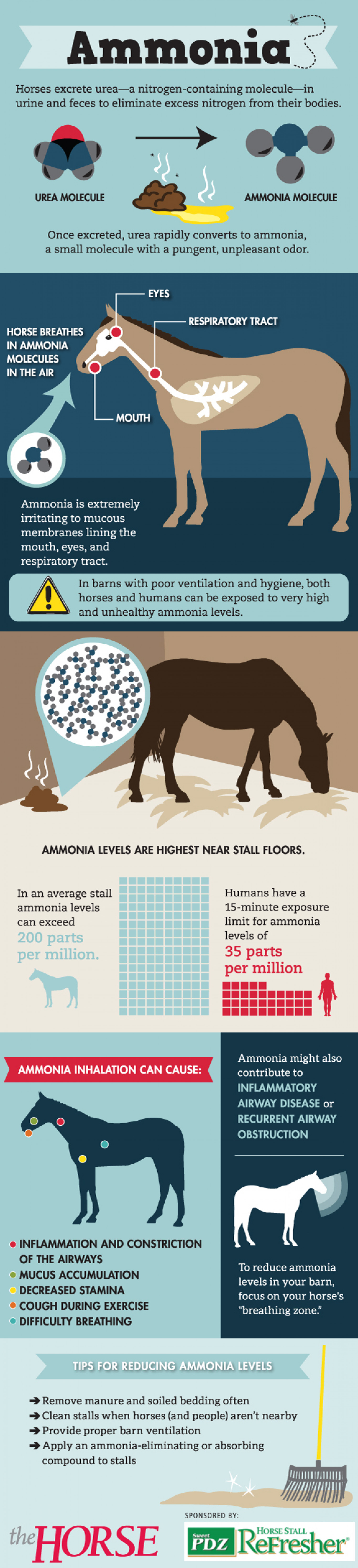 How Ammonia Impacts Your Horse Infographic