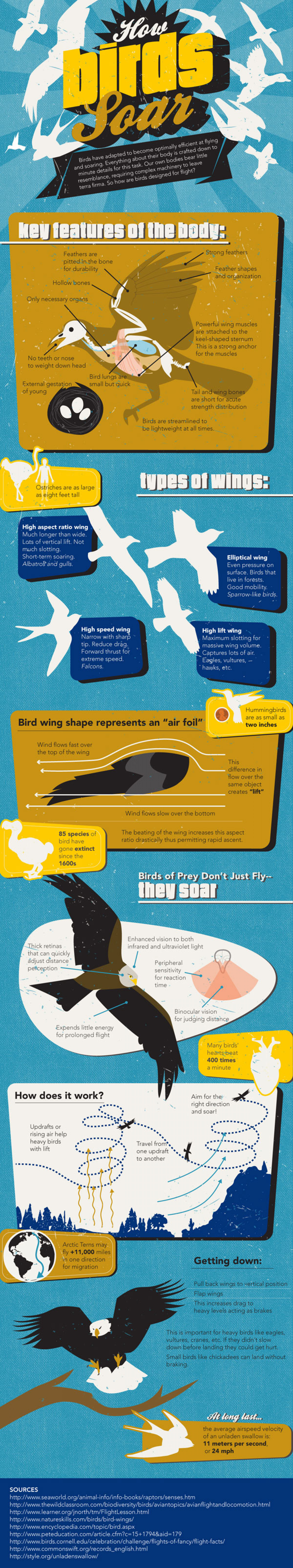 How Birds Soar Infographic