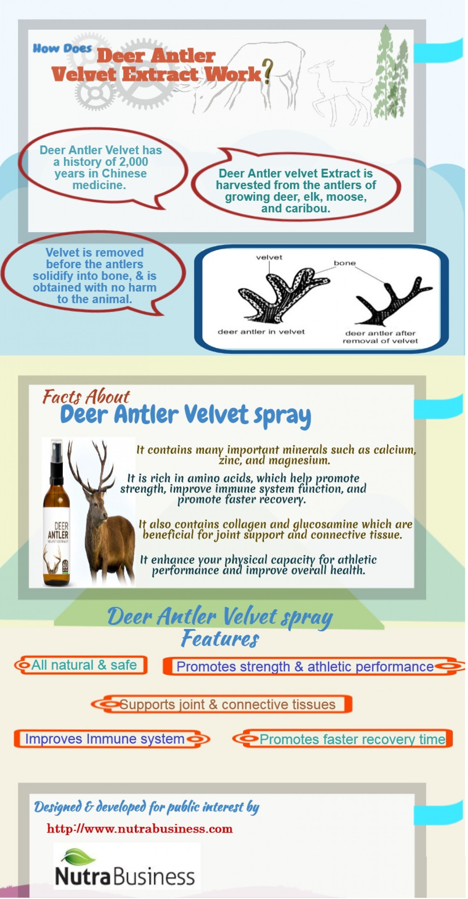 How does Deer Antler Velvet Extract Works ? Infographic