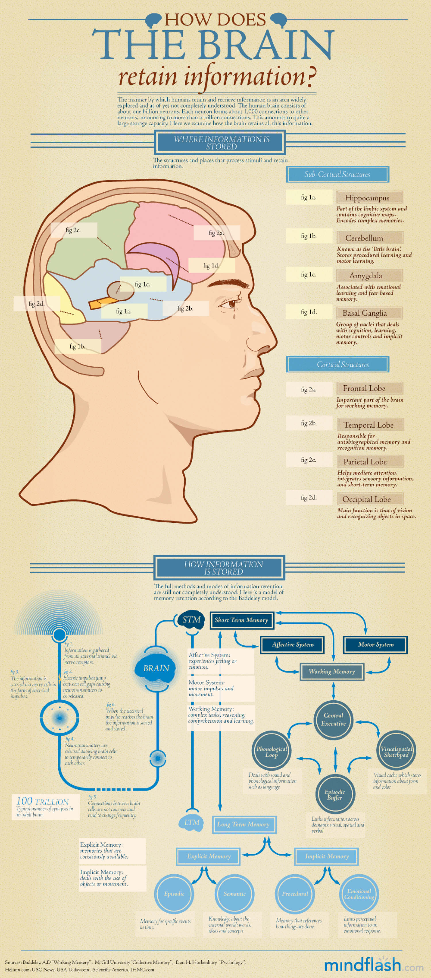 How Does the Brain Retain Information?  Infographic