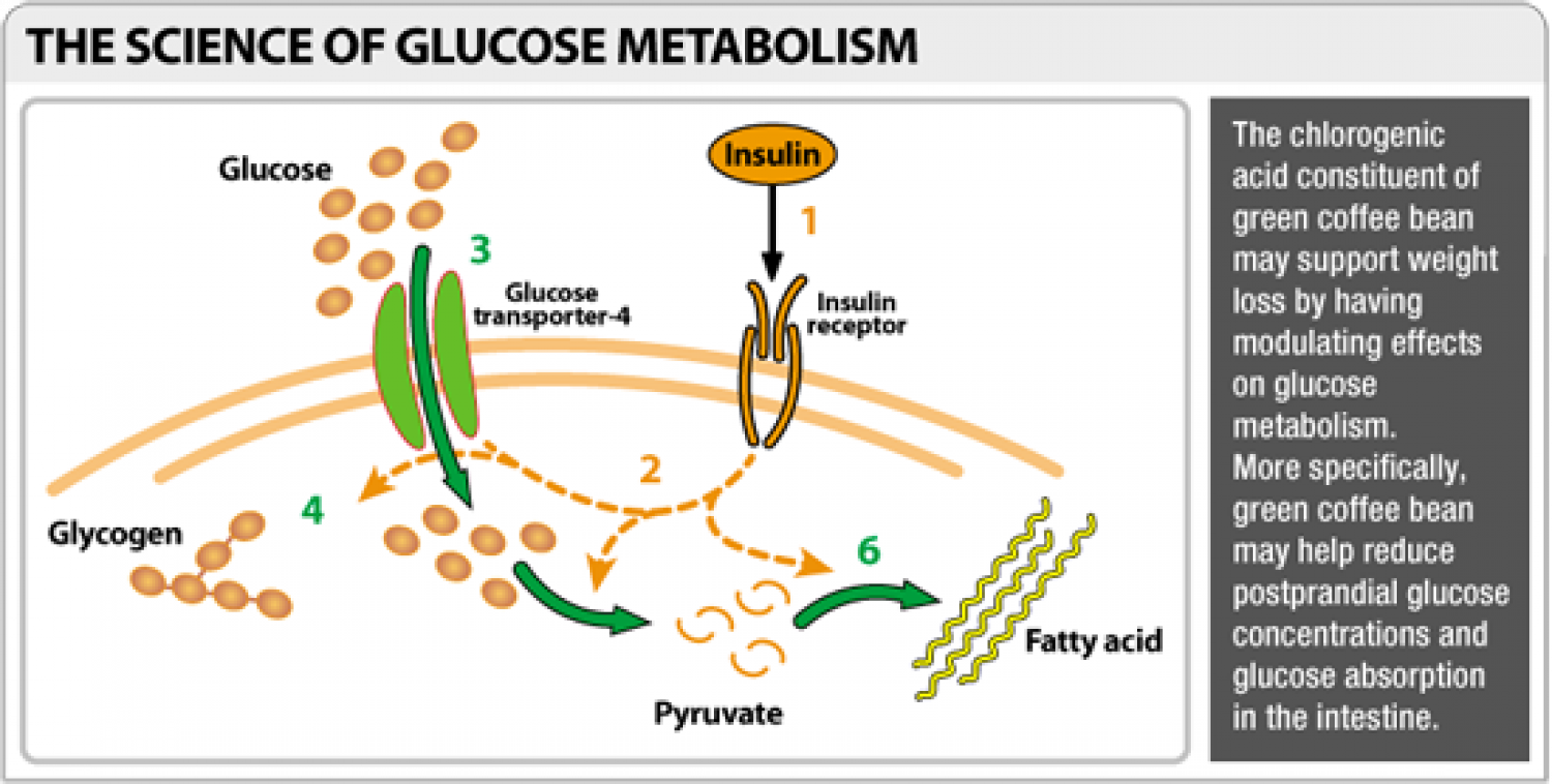 The Science of Glucose Metabolism Infographic