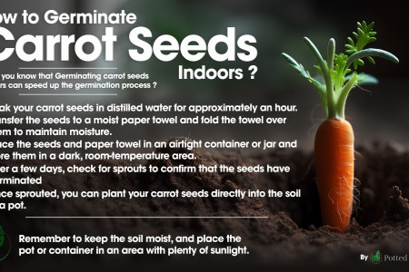 How long for carrots to Germinate Infographic