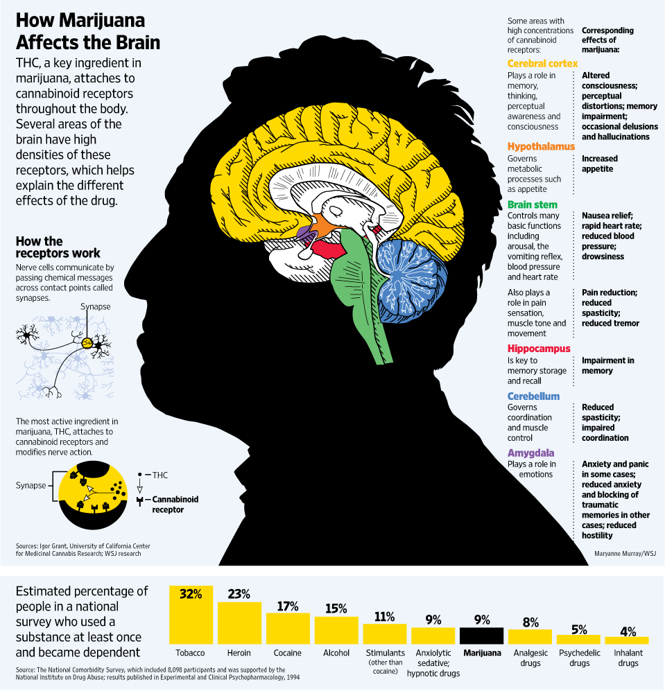 How Marijuana Affects the Brain Infographic