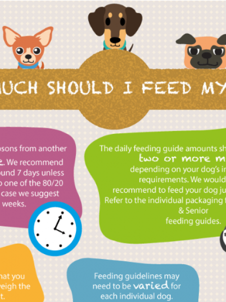 How Much Should I Feed My Dog? Infographic