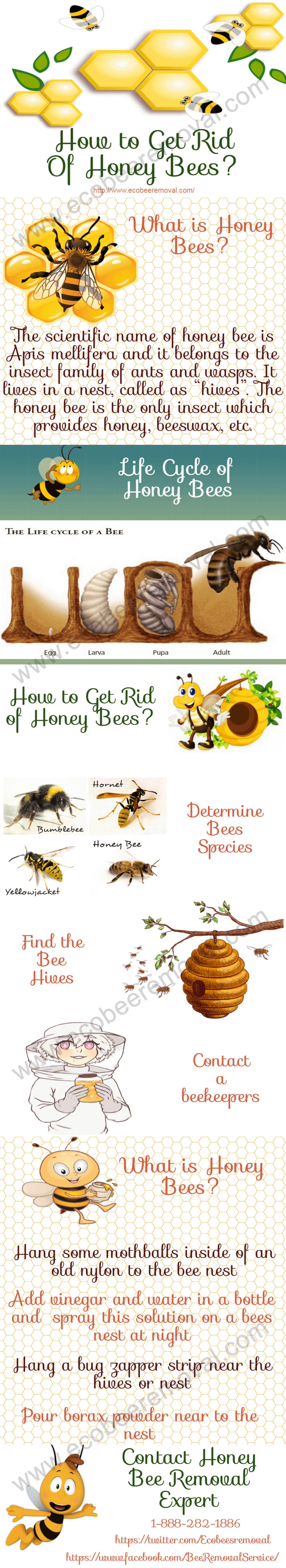 How to Get Rid from Honey Bees?  Infographic