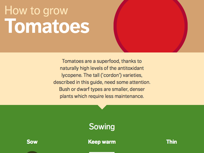 How to Grow Tomatoes | Visual.ly
