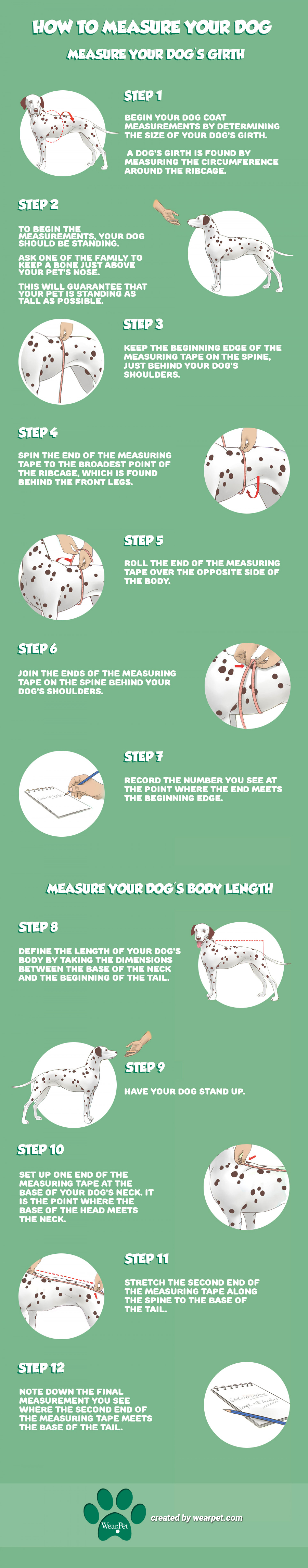 How to measure your dog Infographic