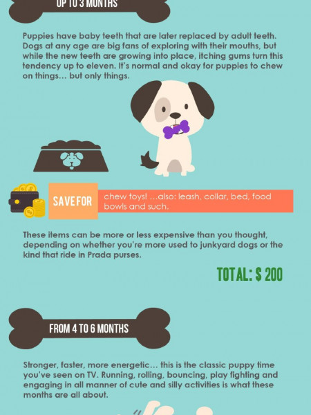 How to Raise a Puppy: What to Expect in the First Year... Infographic
