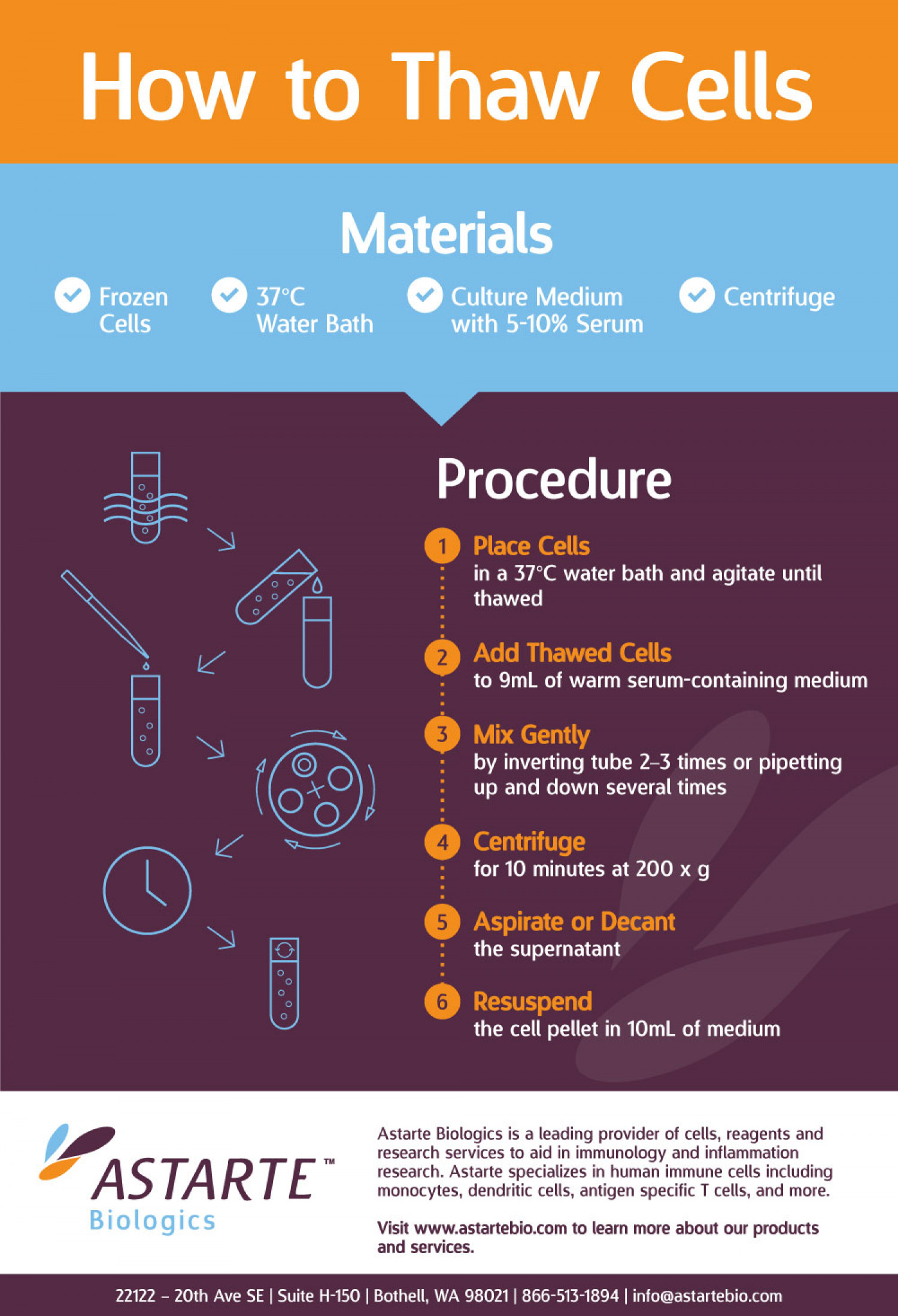 How to Thaw Immune Cells for Research Infographic