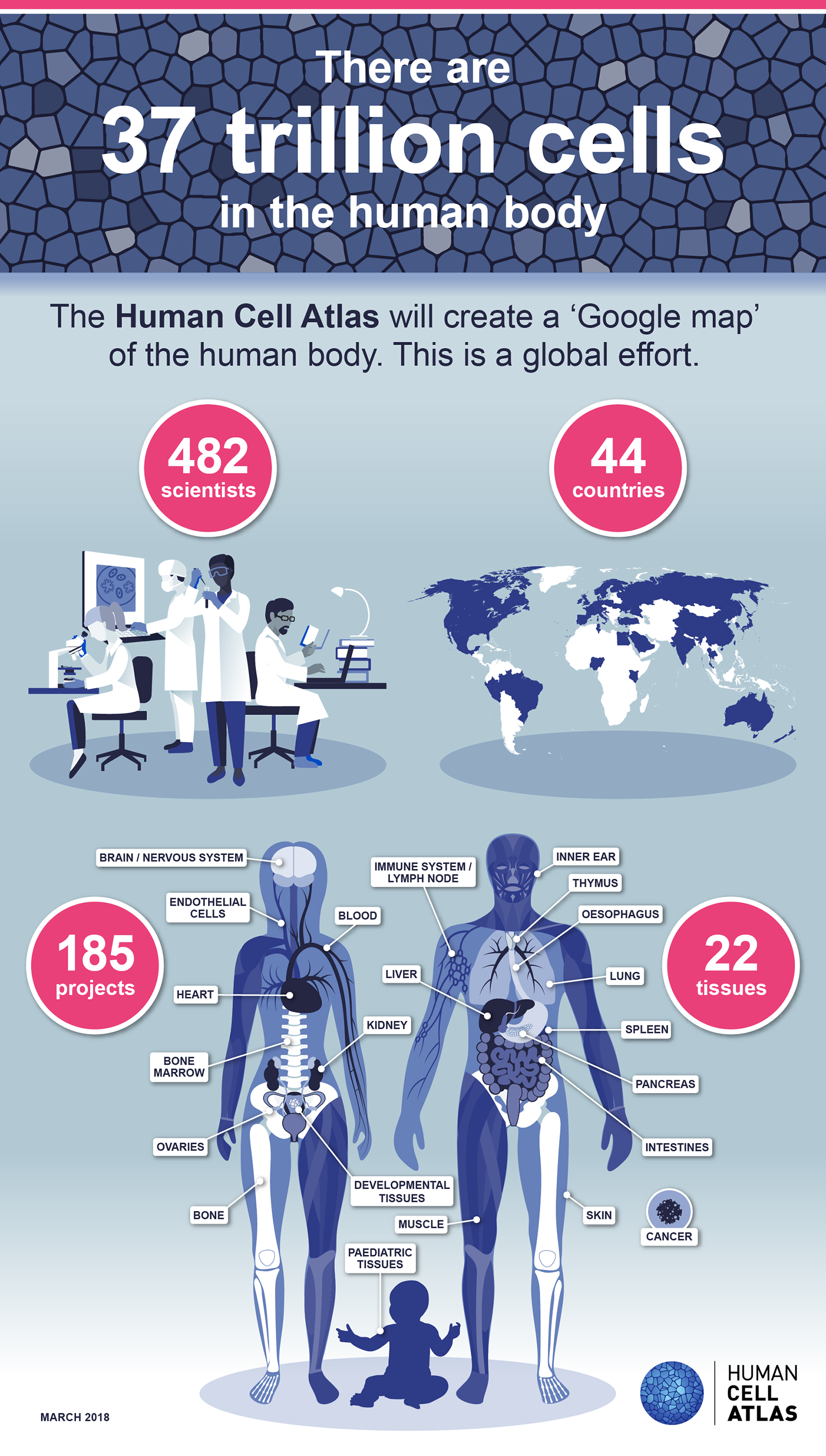 Human Cell Atlas Infographic Infographic