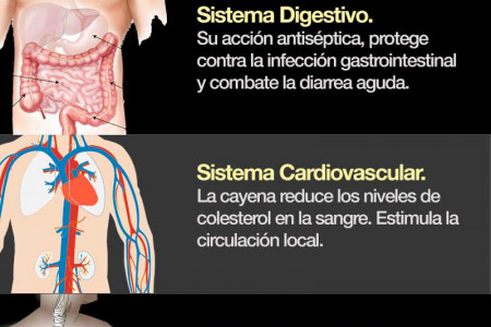 Infografía de la Cayena Infographic