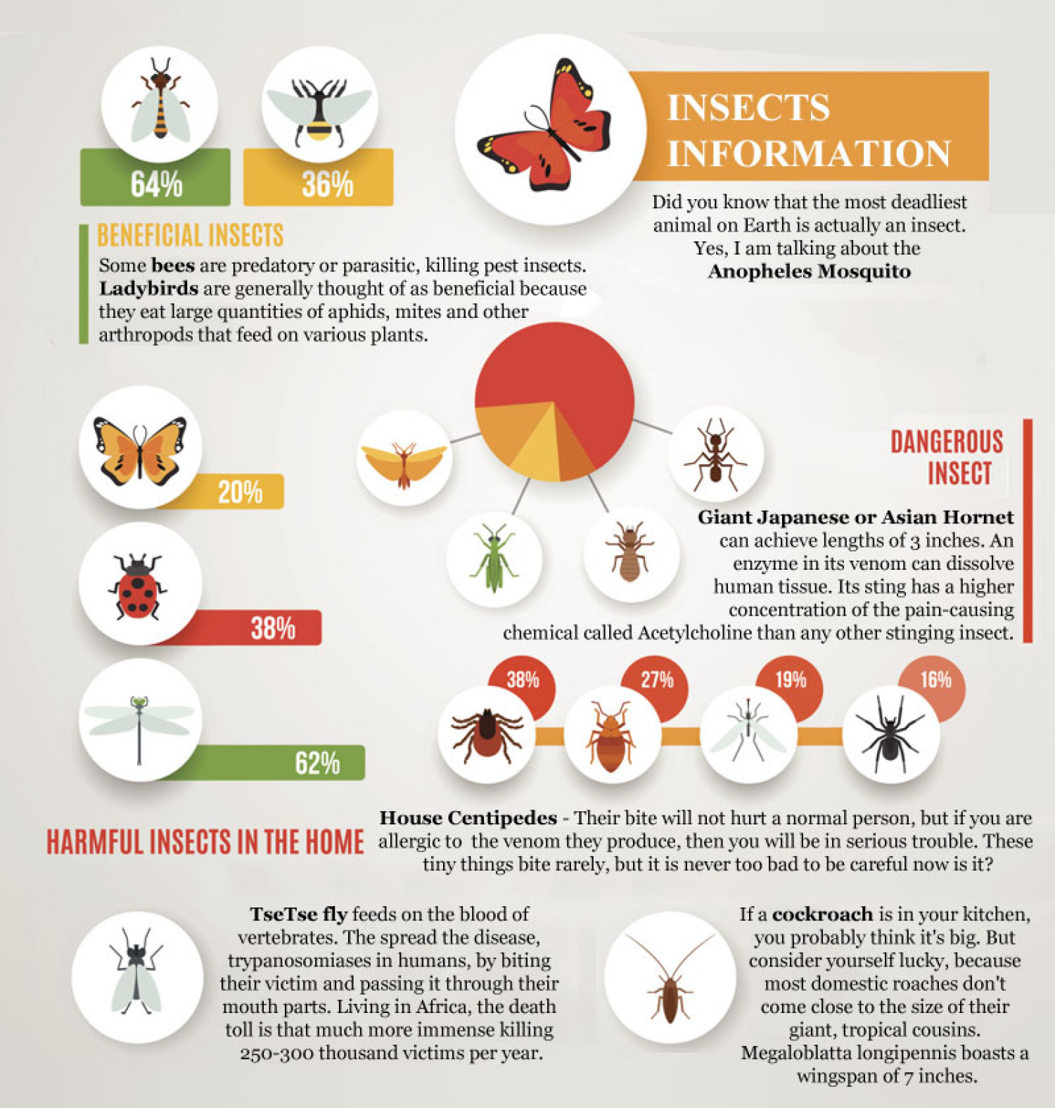 Insects Information Infographic