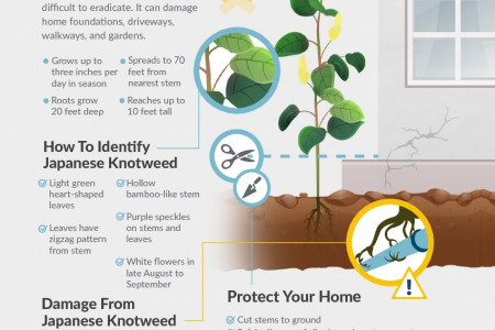 Japanese Knotweed: Top Weed for Home Damage in the U.S. Infographic