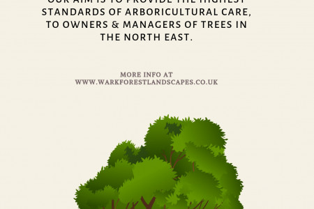 Keep the Trees you have Great Looking and Healthy by Hiring Service of Professional Tree Surgeon Infographic