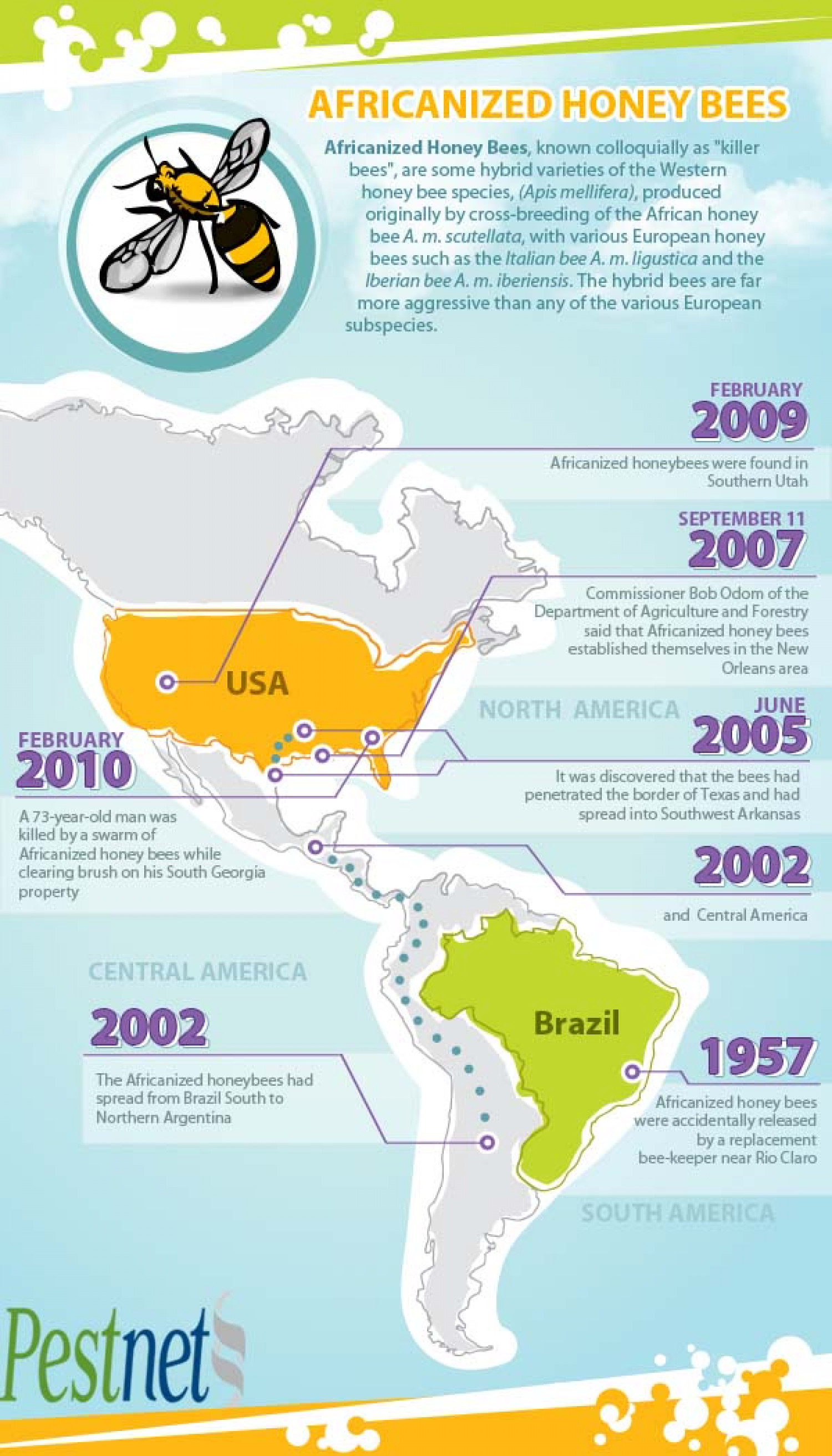 killer bee migration graphic  Infographic