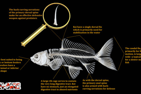 Koi Fish Skeleton Anatomy Diagram Infographic