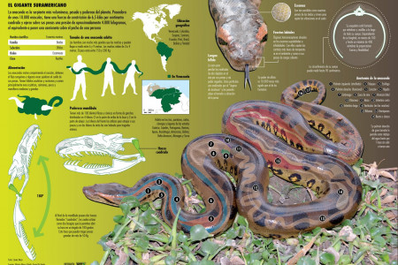 La anaconda Infographic