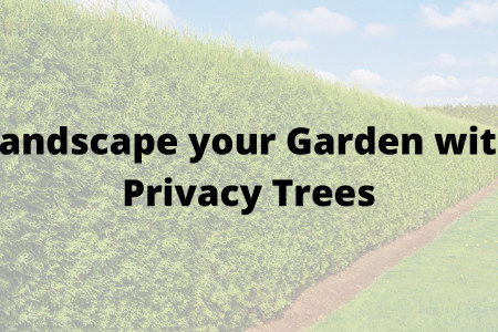 Landscape your Garden with Privacy Trees Infographic