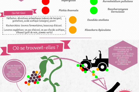 Les Levures dans le vin Infographic