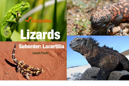 Lizards Infographic