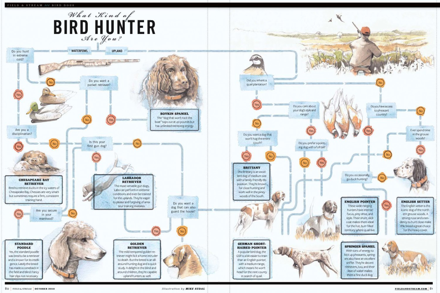 Looking for a Bird Dog? Infographic