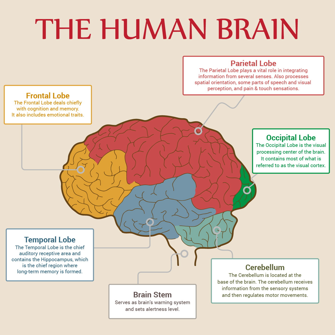Major Parts Of Human Brain Visually