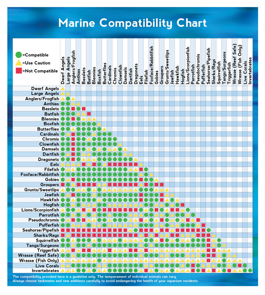 freshwater tropical fish compatibility chart
