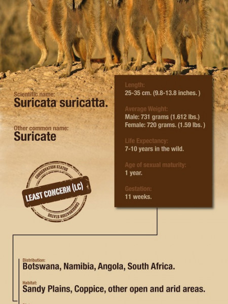 Meerkat Infographic