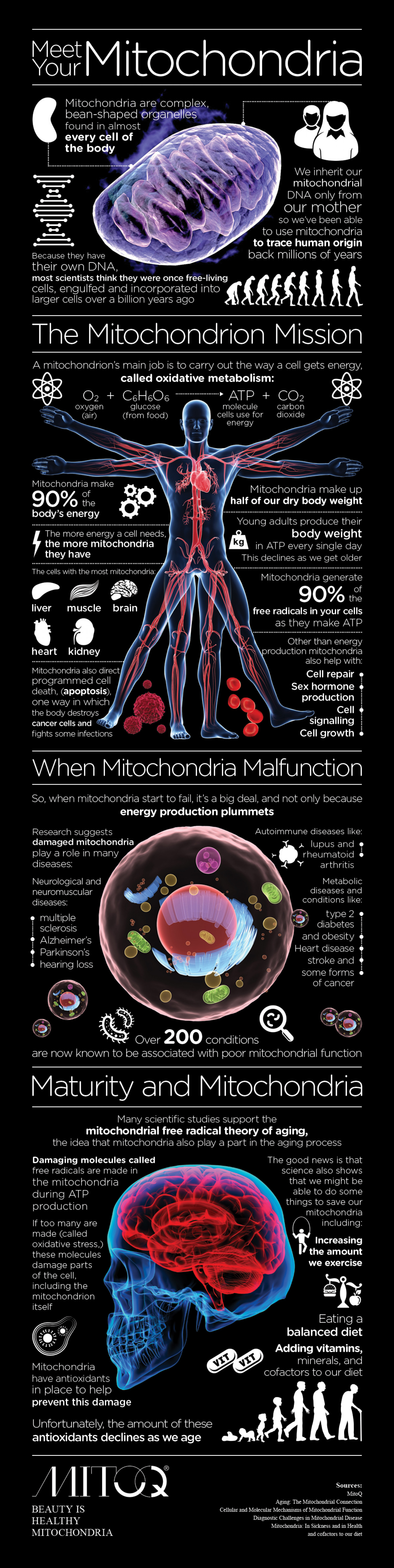 Meet your Mitochondria Infographic