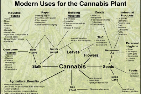 Modern Uses for the Cannabis Plant  Infographic