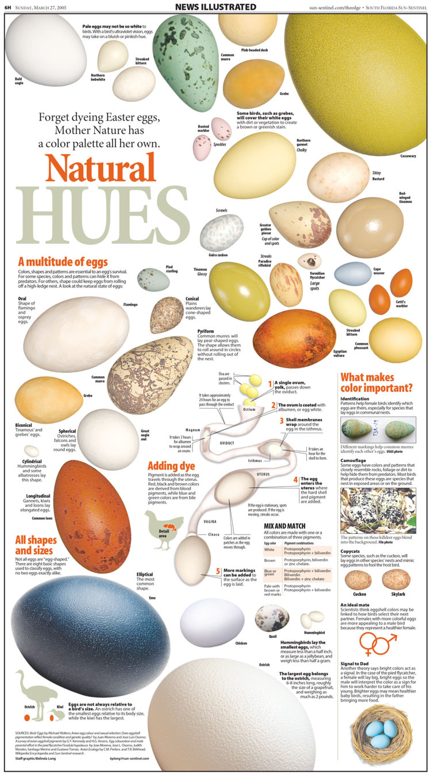 Natural Hues Infographic