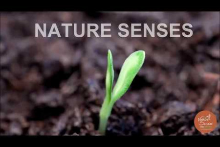 Nature Senses invites you to a world of nature and peace… Infographic