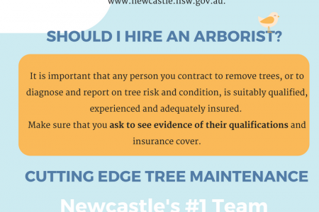 Newcastle Tree Removal Guidelines Infographic