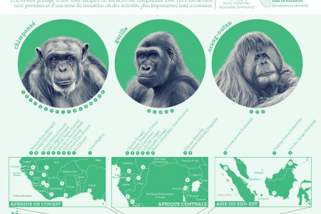 Nouvel infographie souligne l’importance des Grands Singes dans les Réserves de Biosphère Infographic