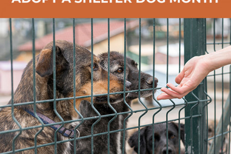 October is National Adopt a Shelter Dog Month!! Infographic