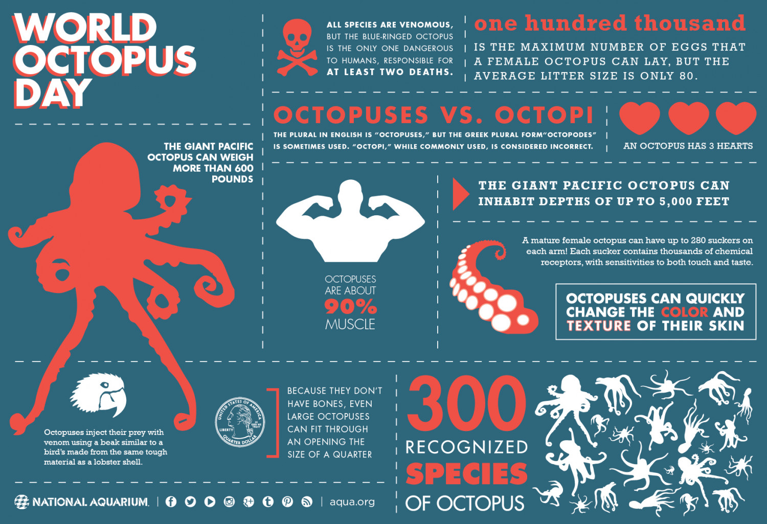 Octopus - traveling Infographic