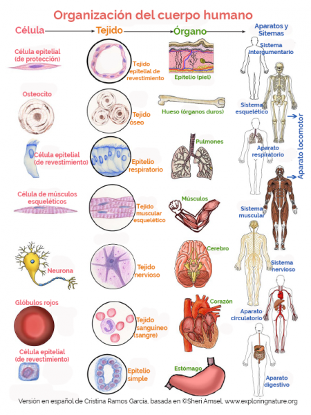 Organización del cuerpo humano Infographic