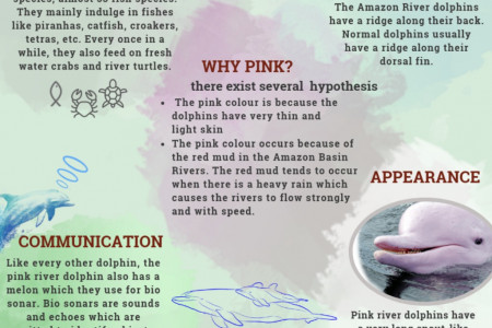  Pink Amazon River Dolphin Facts Infographic