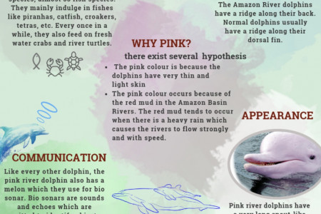 Amazon River Infographics Visual Ly